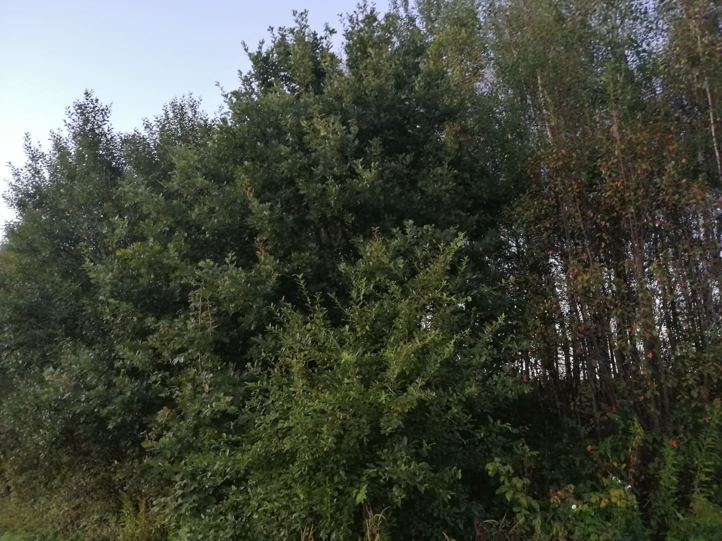 Działka na sprzedaż, 58 ar