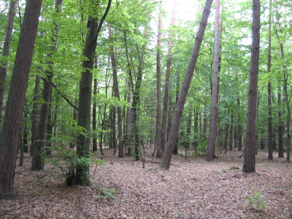 Nieruchomość gruntowa leśna, LAS- POŁOMIA, 1,20 ha, SPRZEDANY