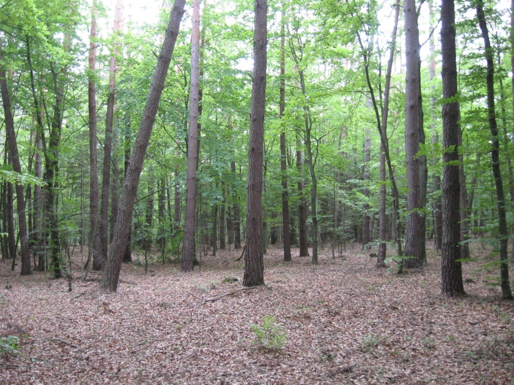 Nieruchomość gruntowa leśna, LAS- POŁOMIA, 1,20 ha, SPRZEDANY